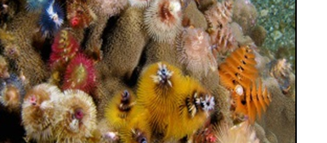 The Christmas tree worm is a proposed marine species for this project